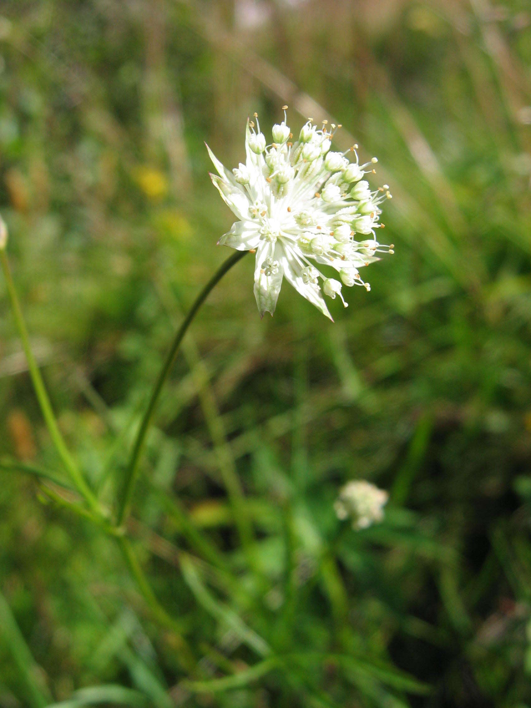 Imagem de Astrantia minor L.