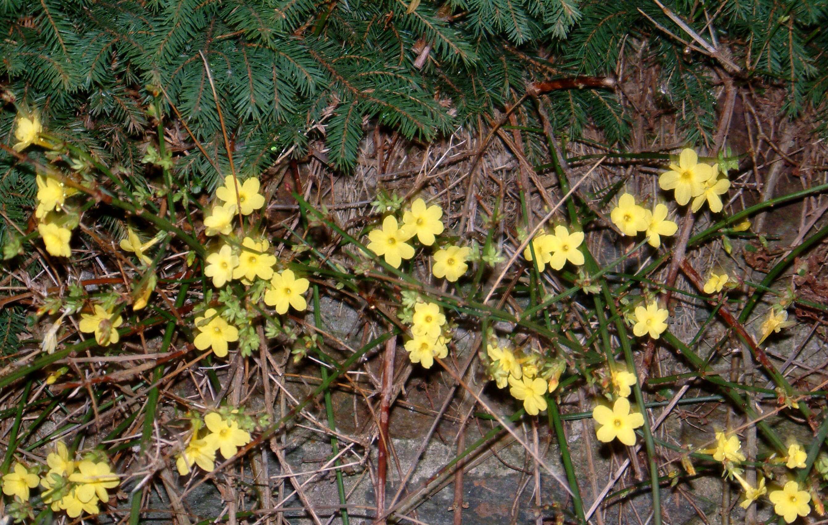 Image of winter jasmine