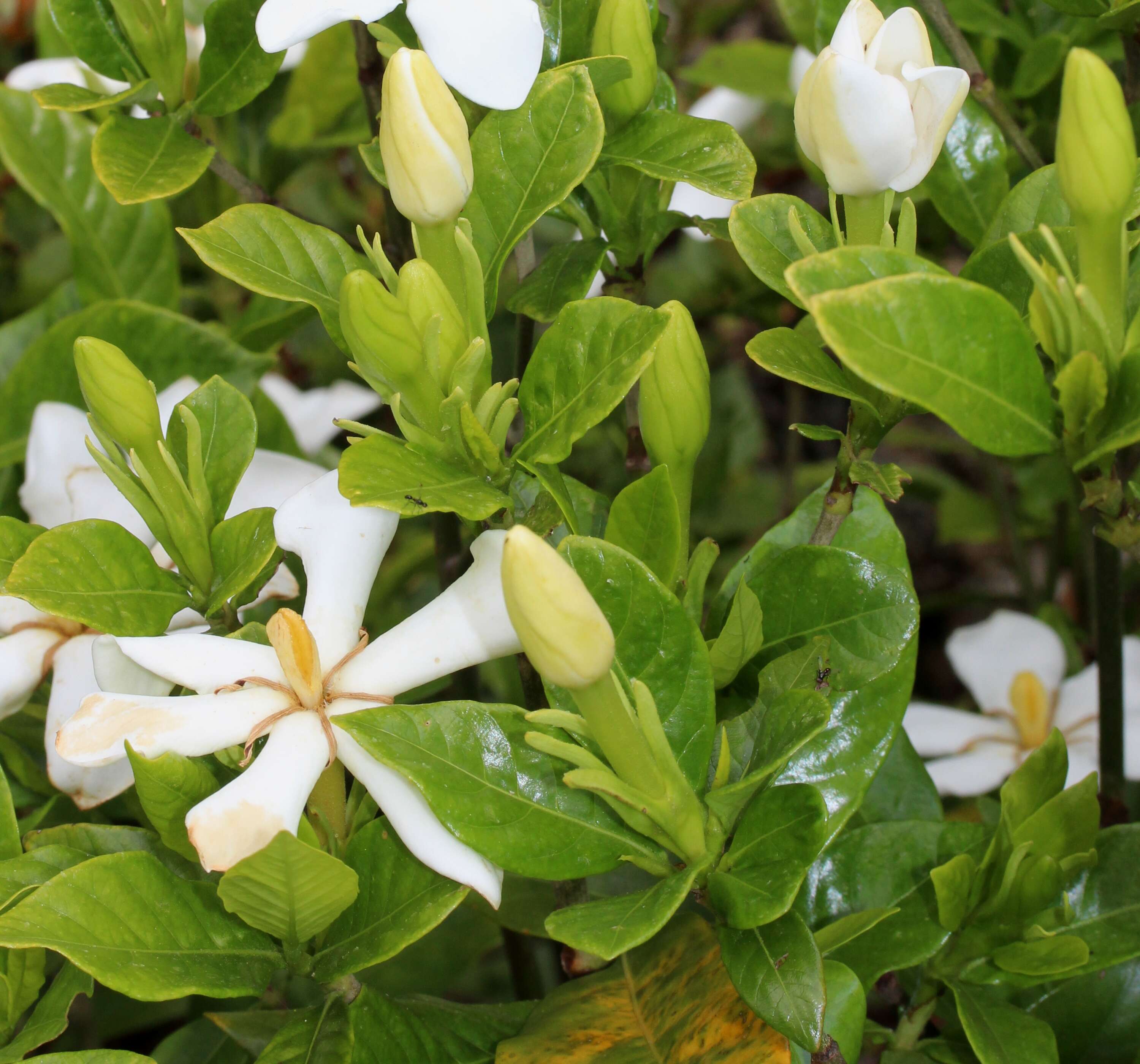 Image of Cape jasmine