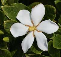 Image of Cape jasmine