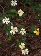 Image de Gardenia jasminoides J. Ellis