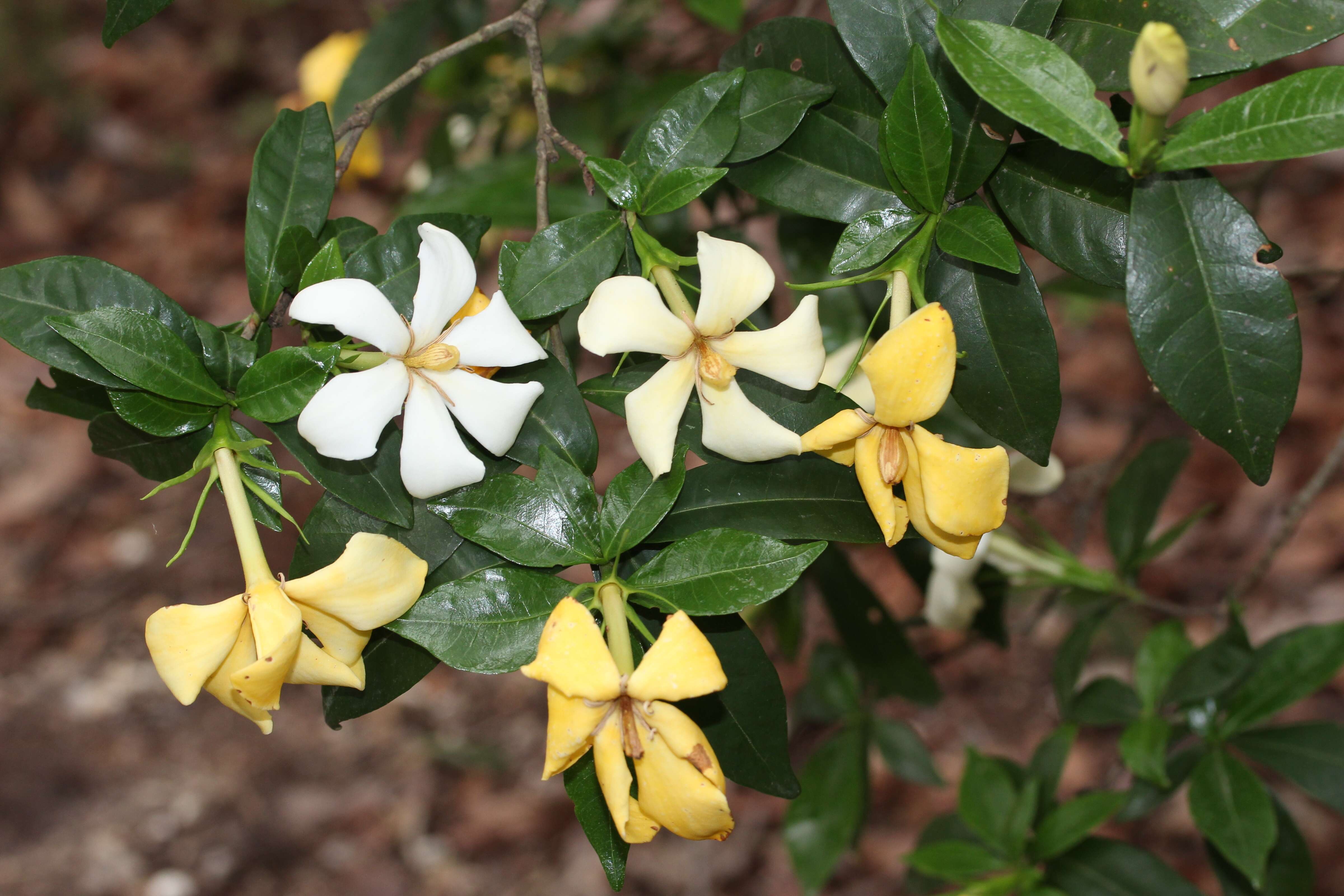 Image de Gardenia jasminoides J. Ellis