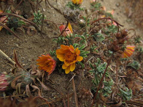 Image of Chaetanthera frayjorgensis A. M. R. Davies