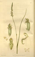 Image of Microtis parviflora