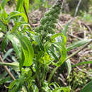 Plancia ëd Delphinium pictum subsp. pictum