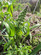 Image of Delphinium pictum subsp. pictum