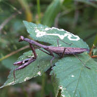 Image of Statilia maculata maculata Thunberg 1784