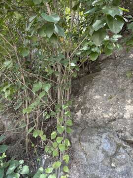 Image of Croton arboreus Millsp.