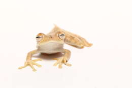 Image of Convict Tree Frog