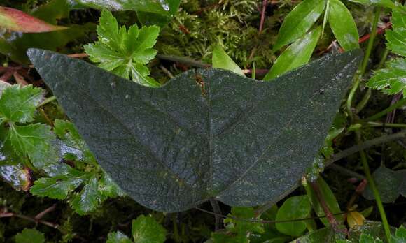 Passiflora complanata J. M. Mac Dougal的圖片