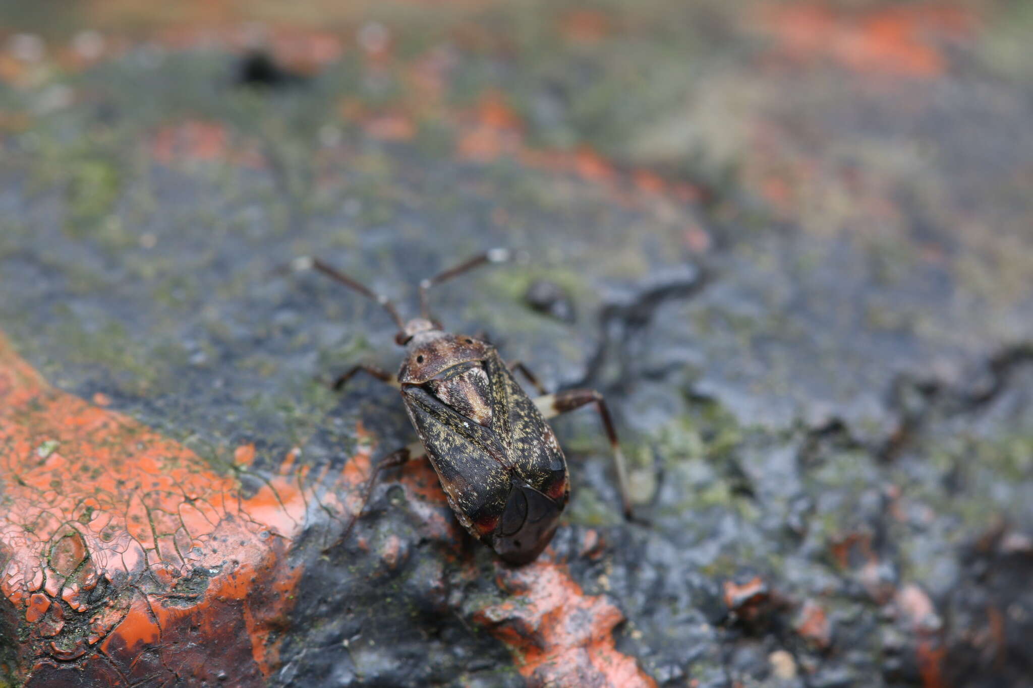 Image of Eurystylus burmanicus (Distant 1904)