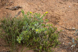 صورة Roepera glauca (F. Müll.) Beier & Thulin