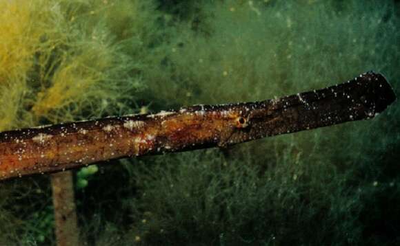 Image of Broadnosed Pipefish