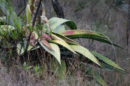 Слика од Agave maximiliana var. katharinae (A. Berger) Gentry