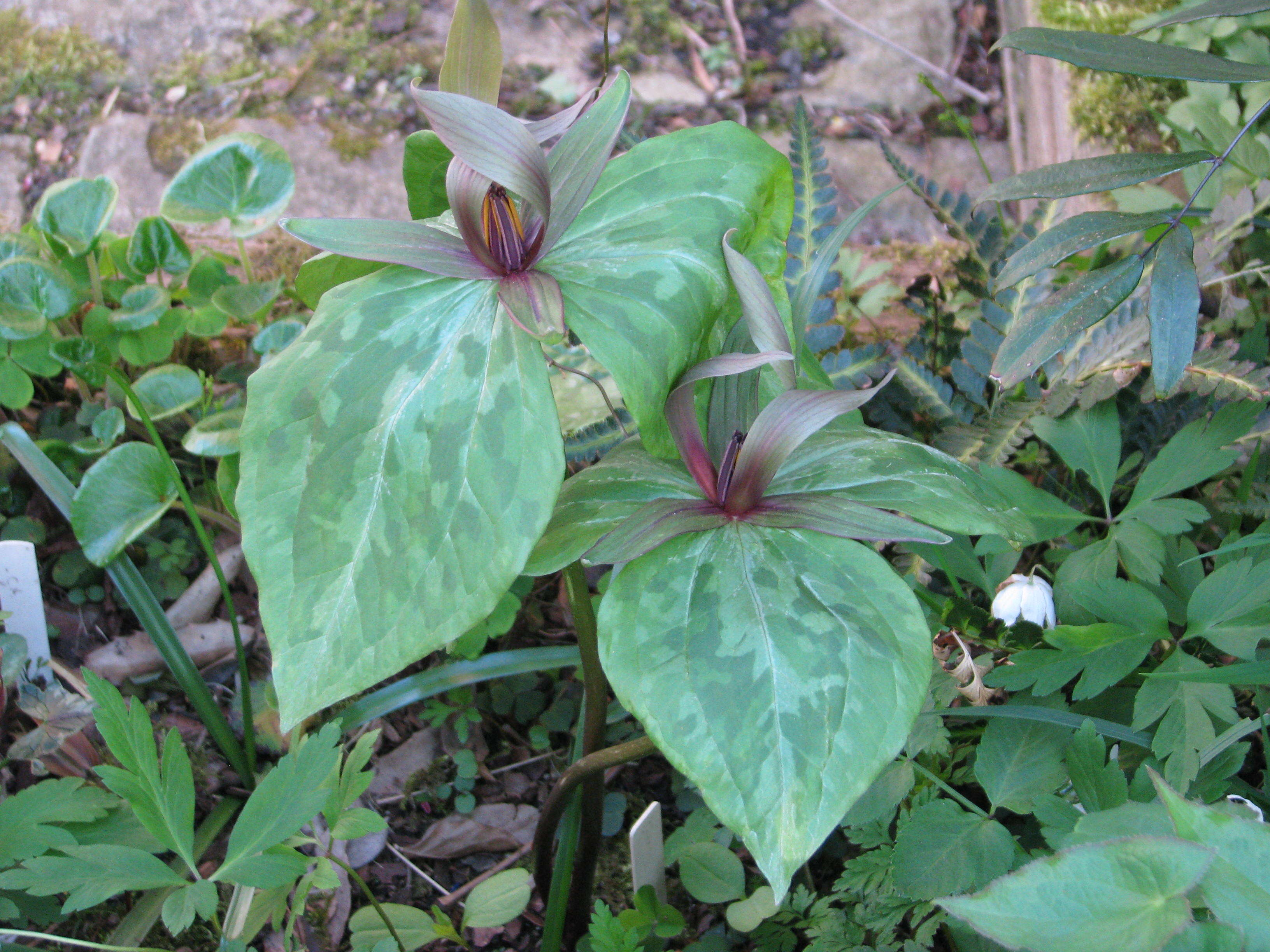 صورة Trillium ludovicianum Harb.