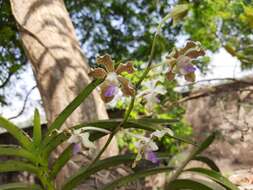 Plancia ëd Vanda tessellata (Roxb.) Hook. ex G. Don