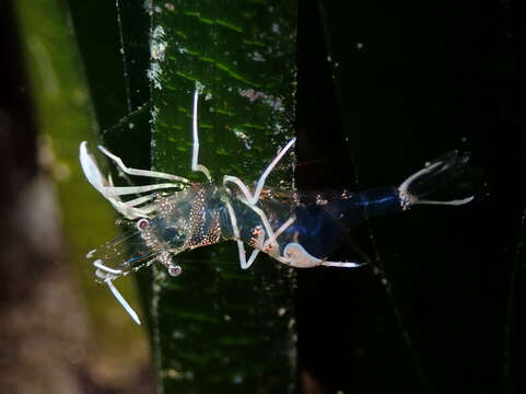 Image of shrimp retainer