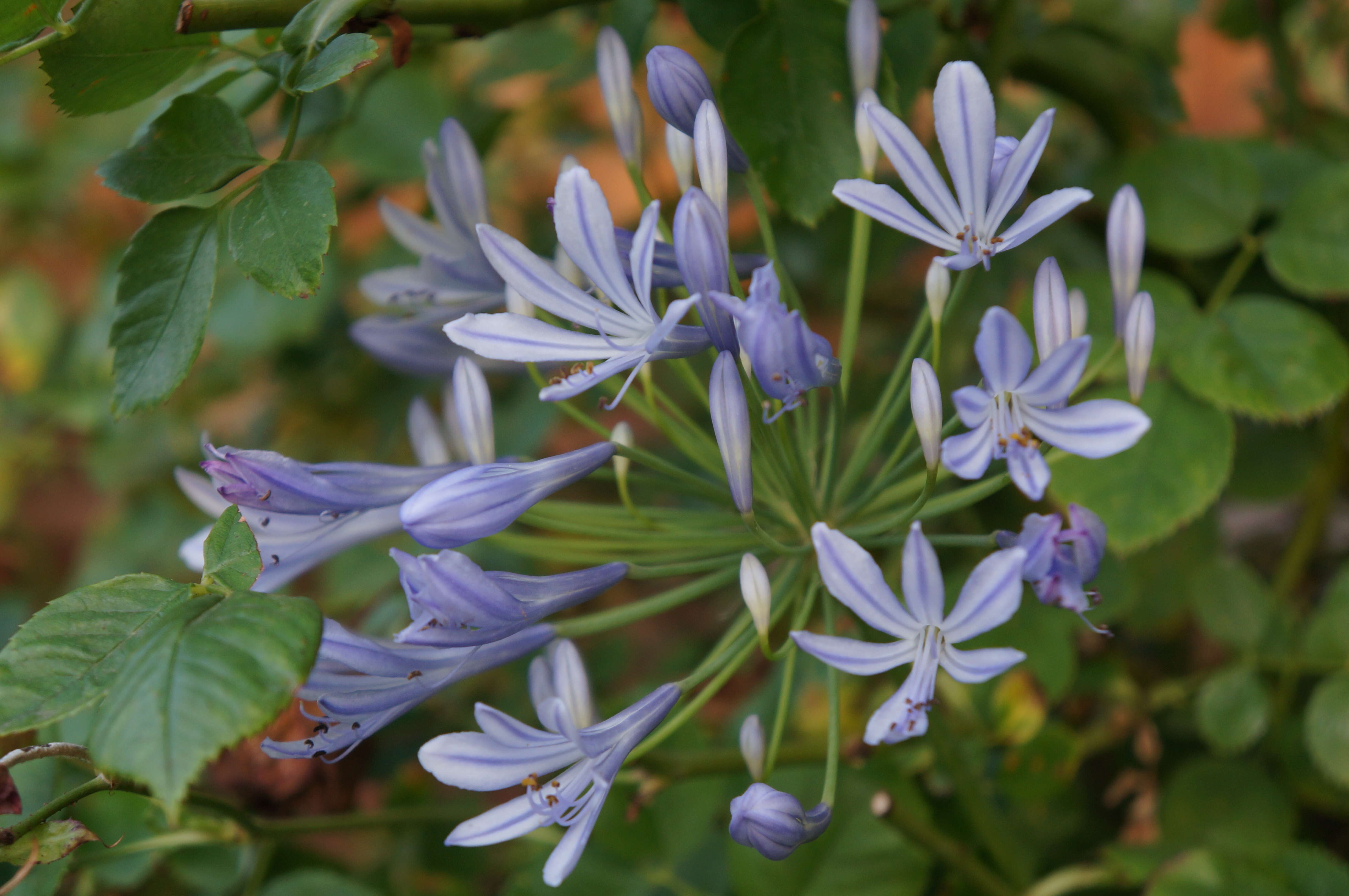 Imagem de Agapanthus praecox Willd.