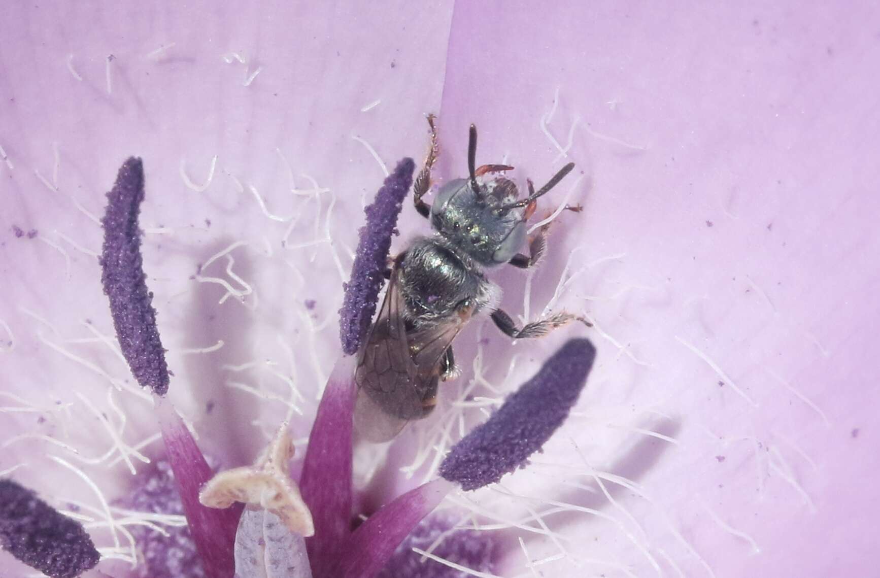 Imagem de Perdita californica (Cresson 1878)