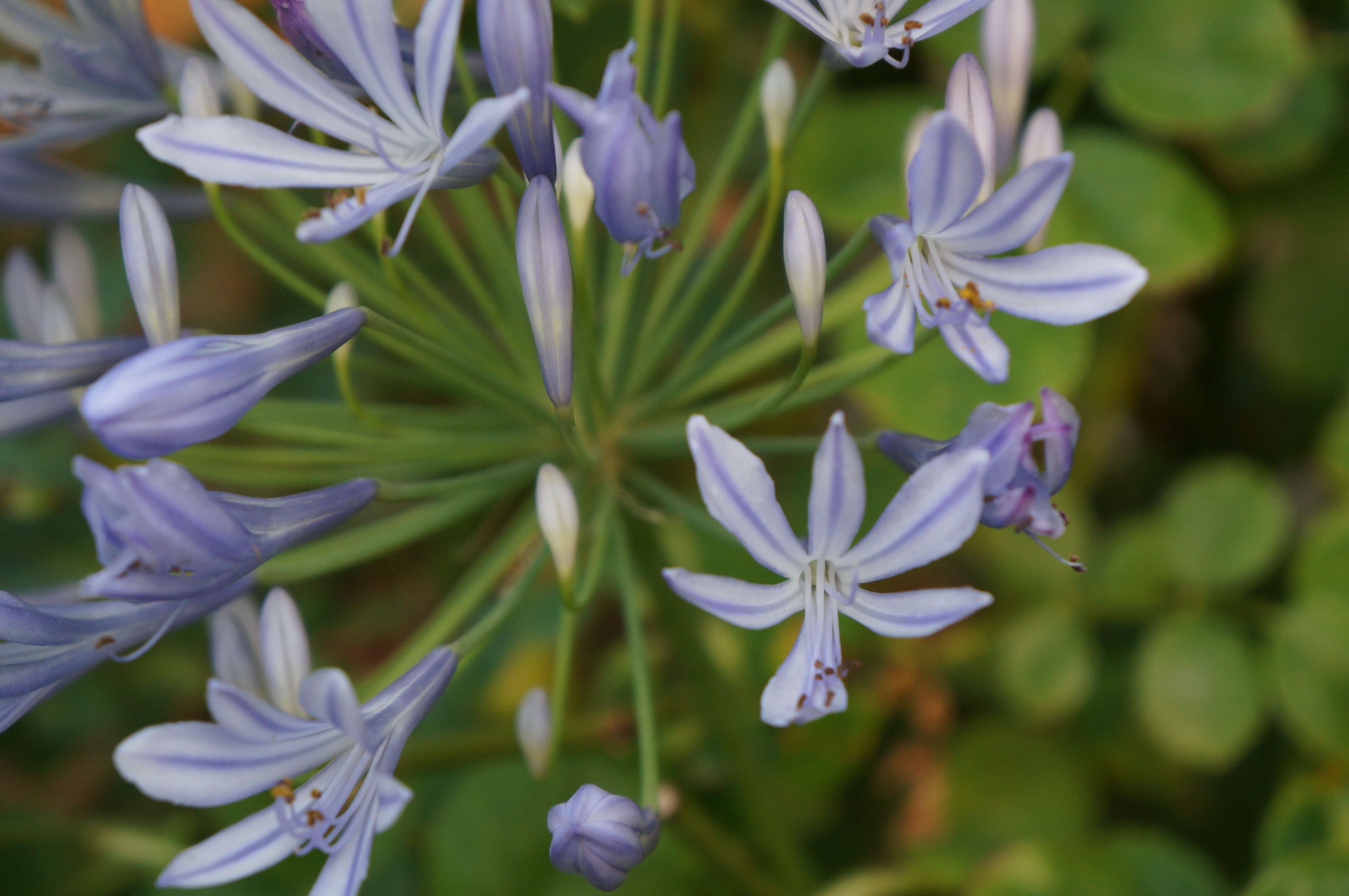 Imagem de Agapanthus praecox Willd.