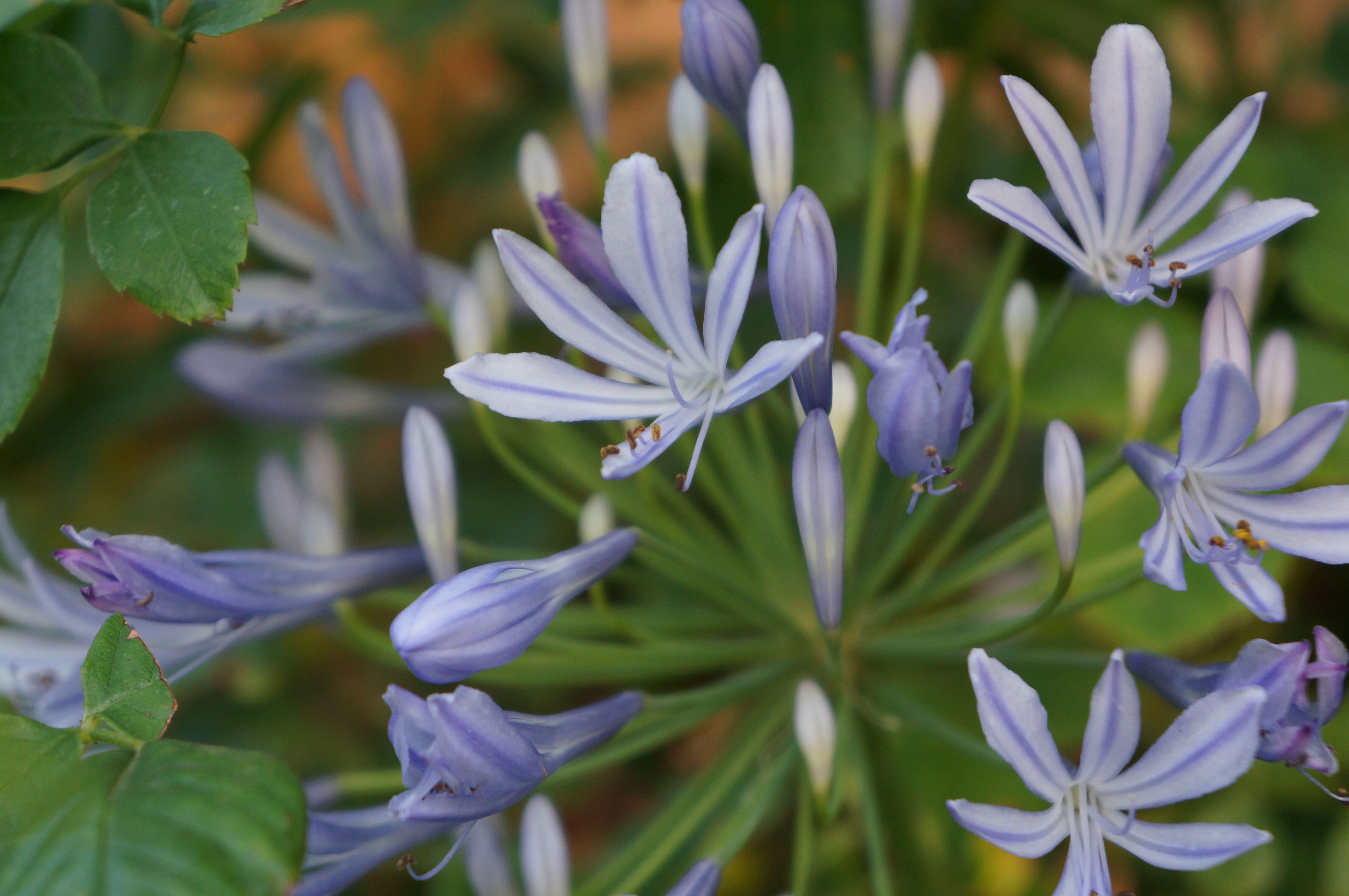 Imagem de Agapanthus praecox Willd.