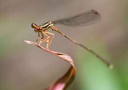 Image of Proplatycnemis Kennedy 1920