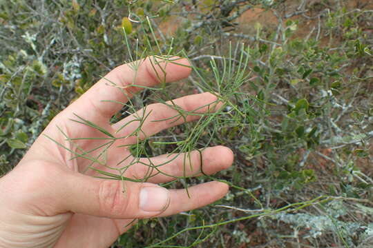 Image of Asparagus subulatus Thunb.