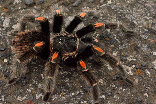 Image of Mexican flameknee tarantula