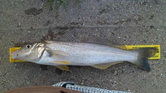 Image of Sand whiting