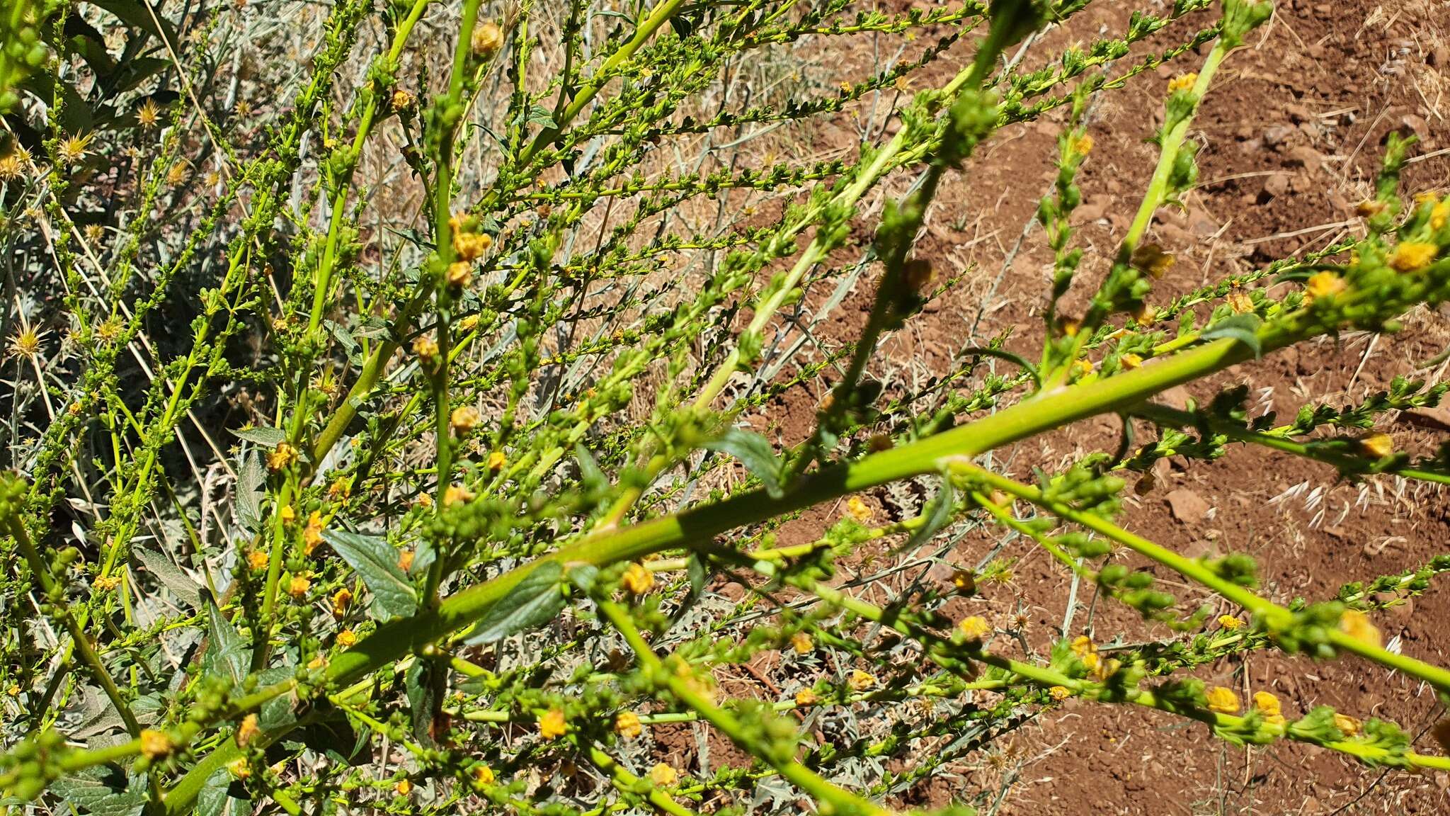 Image of Verbascum qulebicum Post