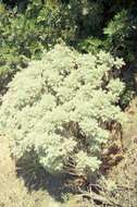 Image of Artemisia arborescens L.