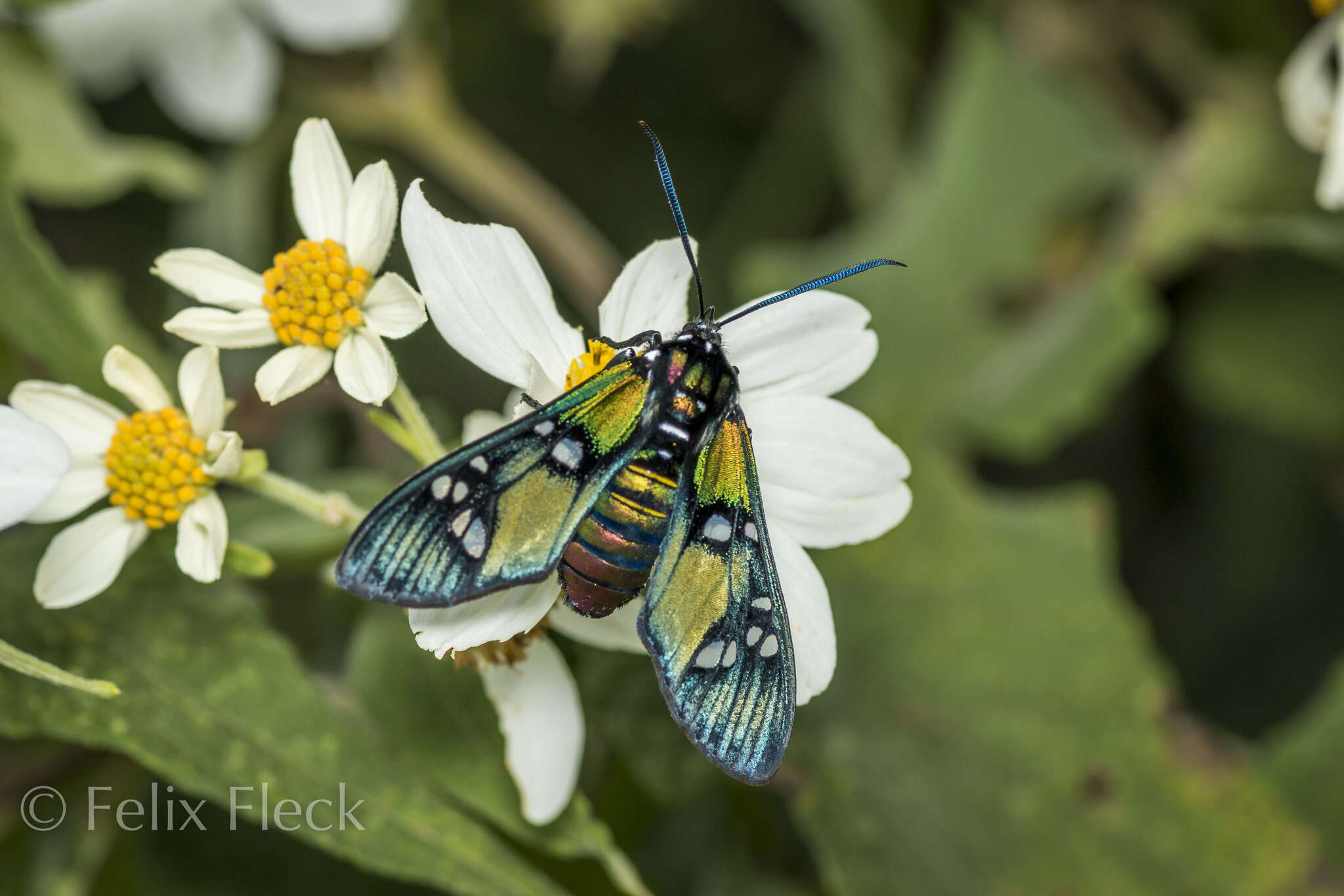 Image of Princely tiger moth