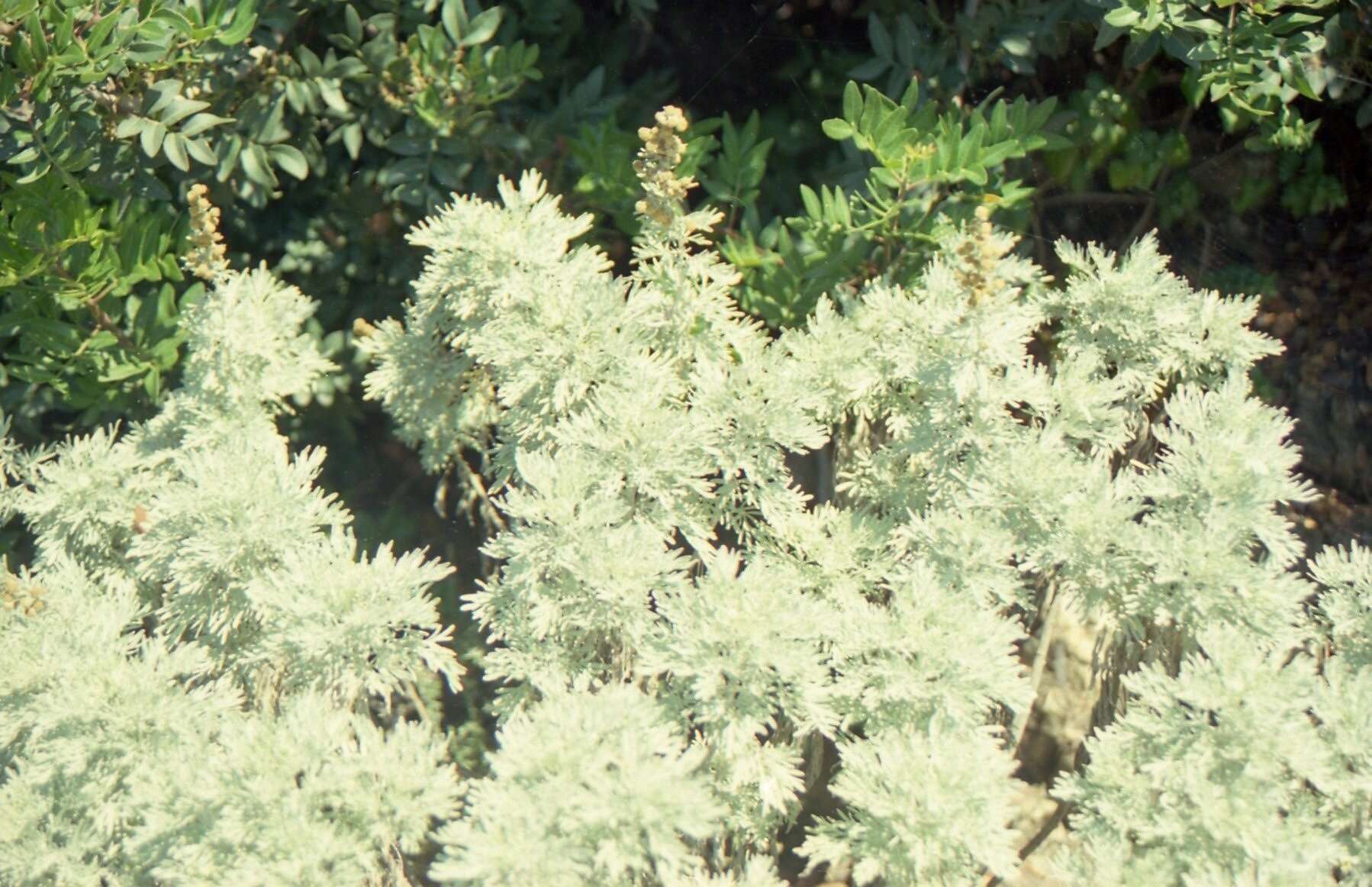 Image of Artemisia arborescens L.