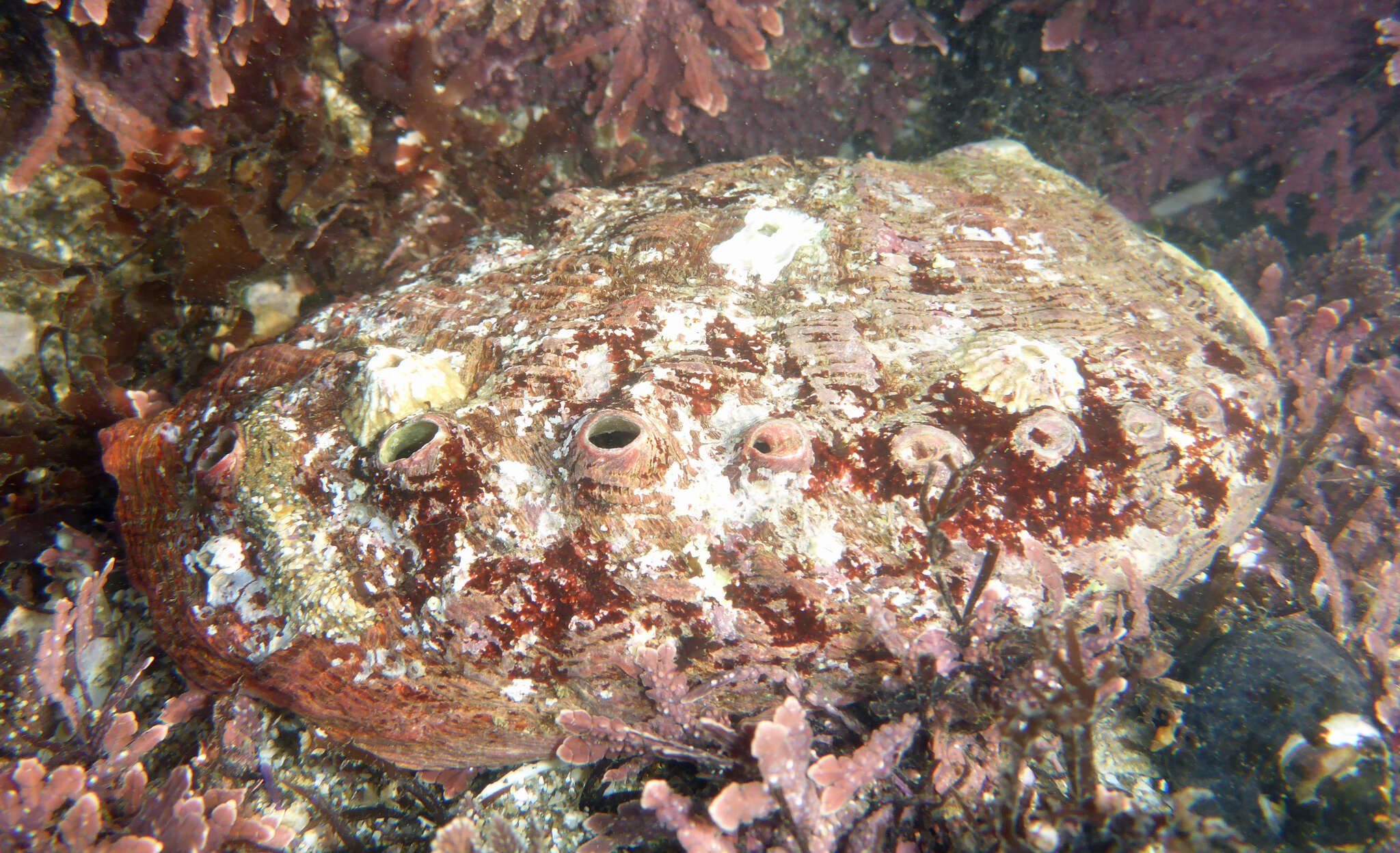 Image of red abalone