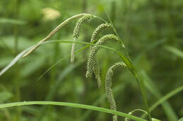 Image of Carex jaluensis Kom.