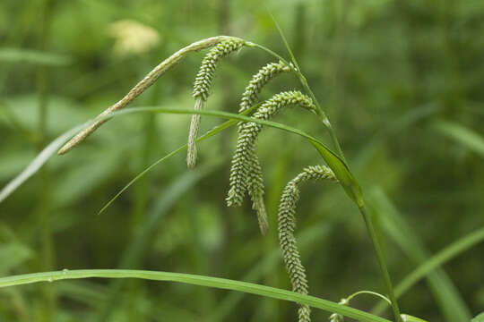 Image of Carex jaluensis Kom.