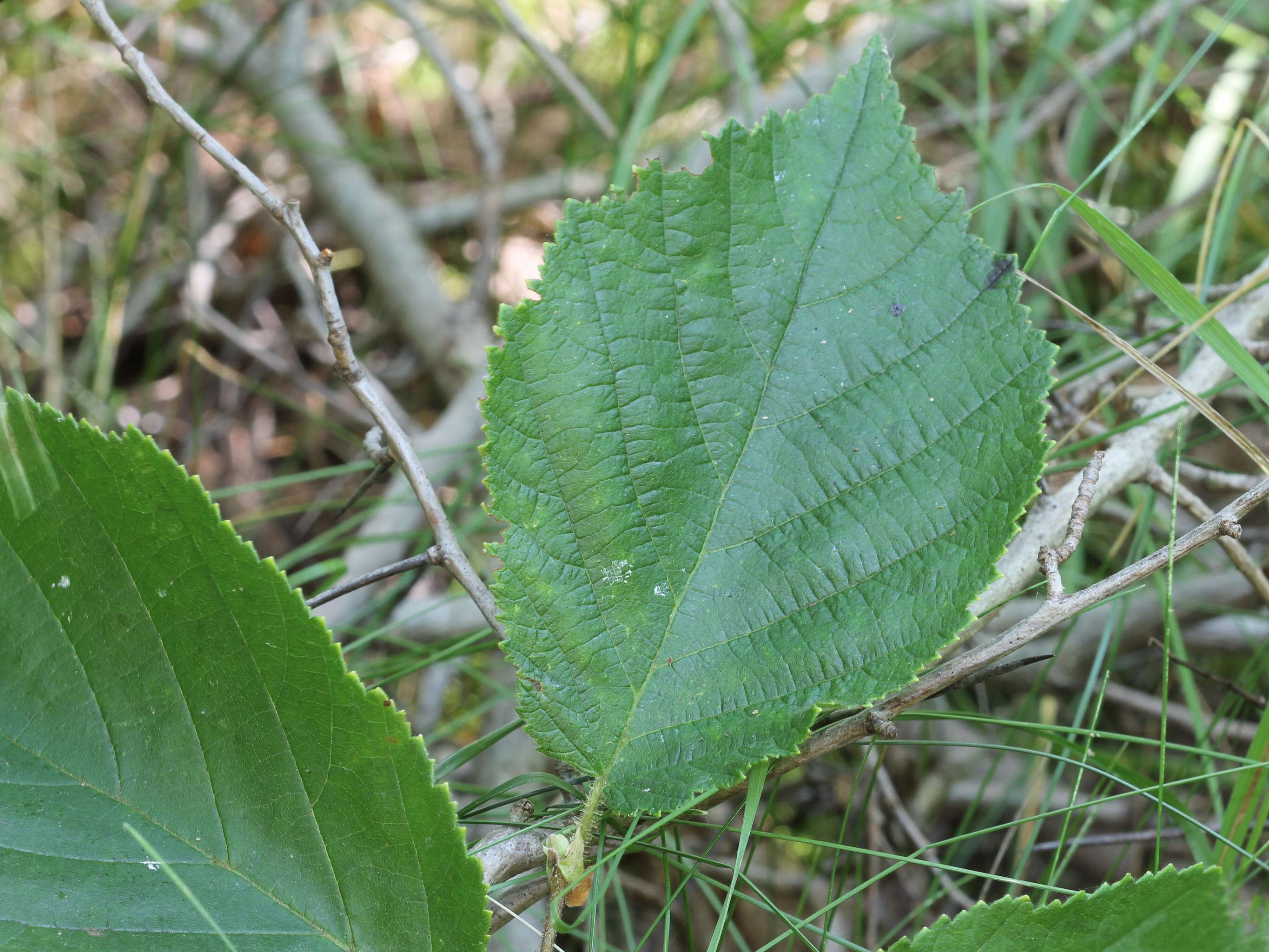 Image of American Hazel