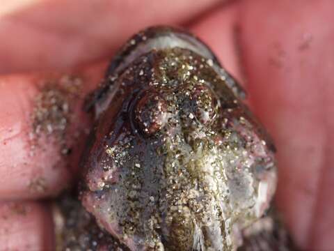 Image of Round-nosed sculpin