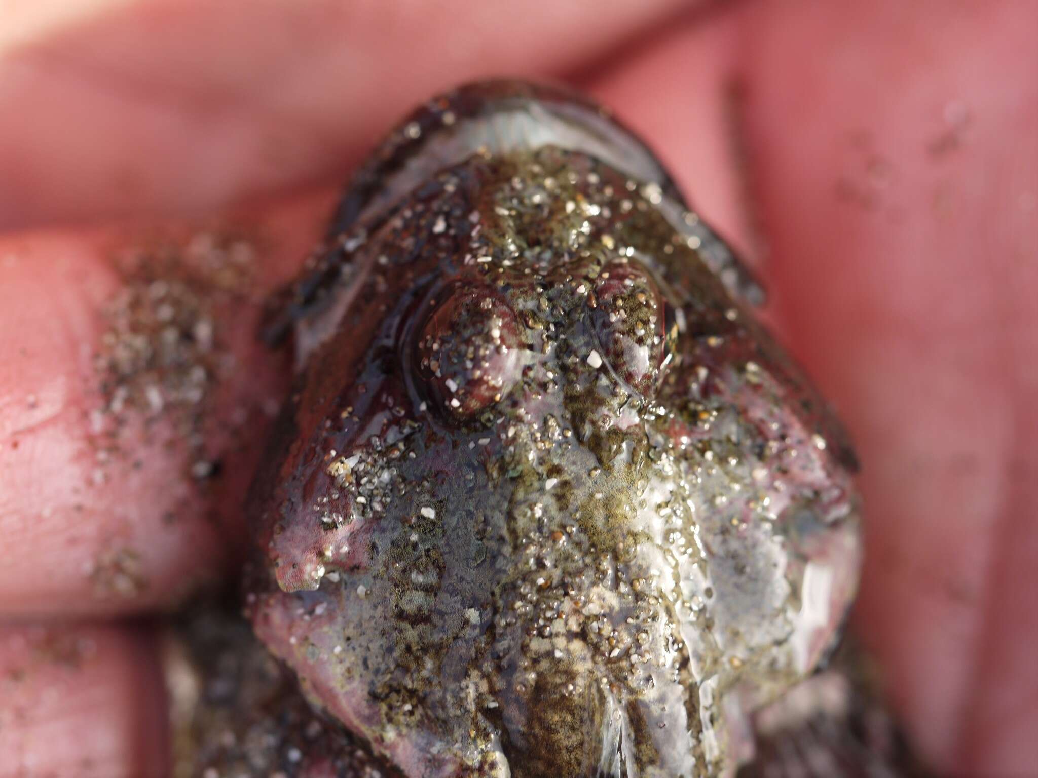 Image of Round-nosed sculpin