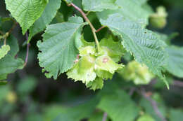 Image of American Hazel