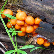 Image of Mycena leaiana (Berk.) Sacc. 1891