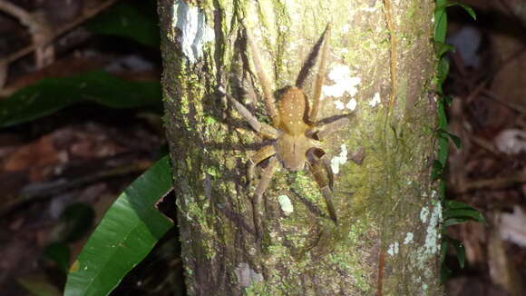 Image of Phoneutria reidyi (F. O. Pickard-Cambridge 1897)