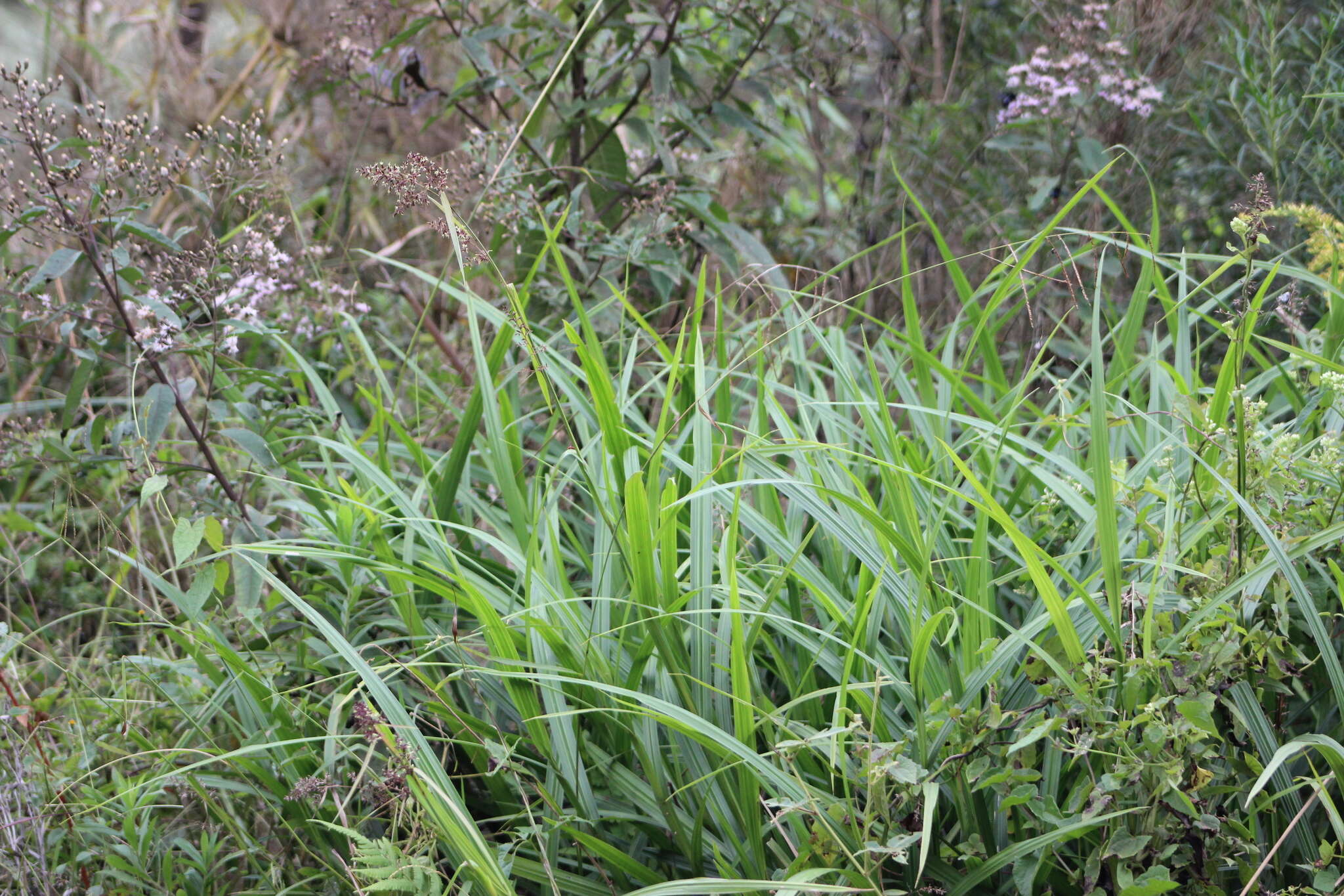 Image of Scleria myricocarpa Kunth