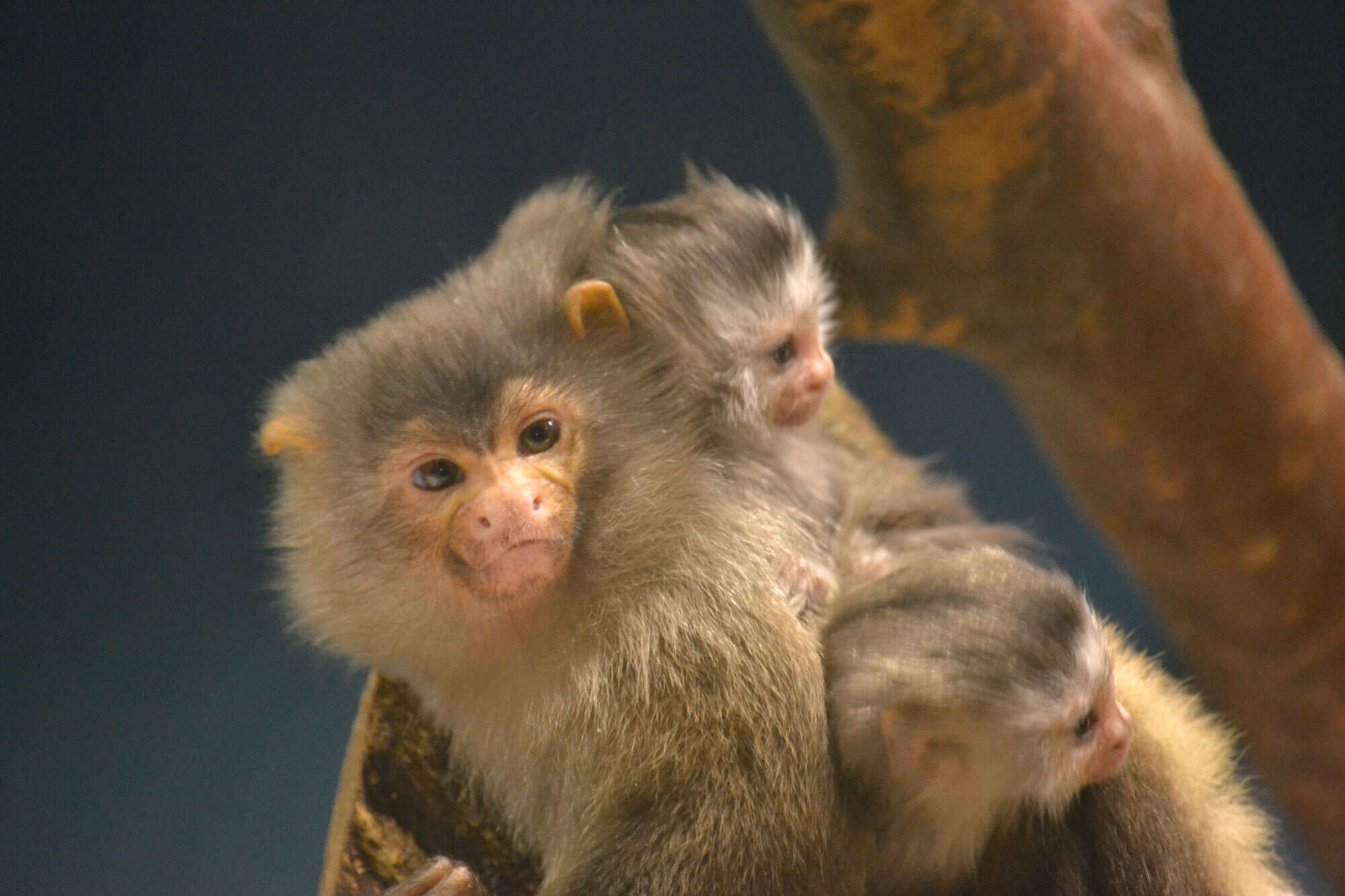 Image of Black-tailed Marmoset