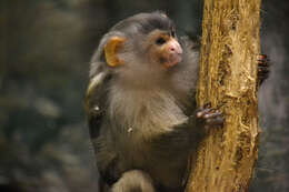 Image of Black-tailed Marmoset