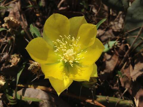 Image of <i>Opuntia nemoralis</i>