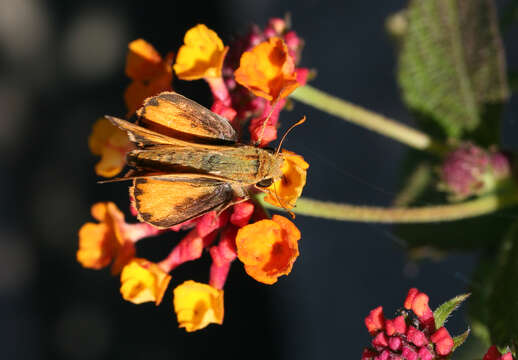 Image of Hylephila phyleus