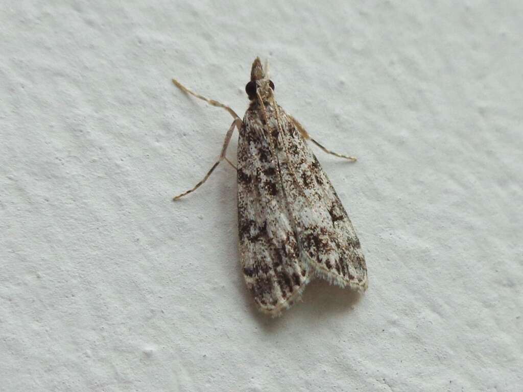 Eudonia truncicolella Stainton 1849的圖片