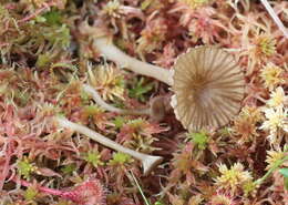 Image of Arrhenia sphagnicola (Berk.) Redhead, Lutzoni, Moncalvo & Vilgalys 2002