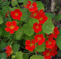 Image of Garden Nasturtium